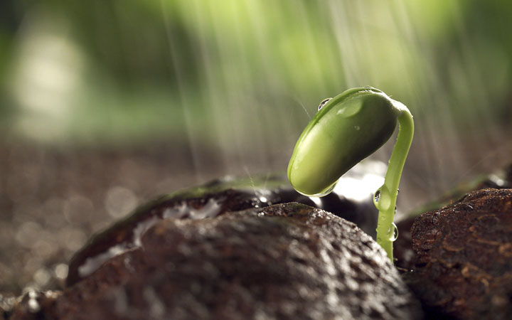 seeds